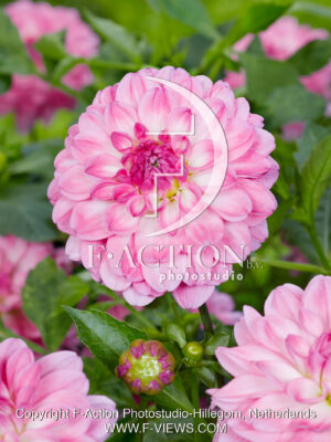 Garden Sensation