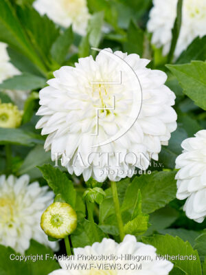 Snowcap