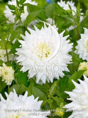 Titan Albino