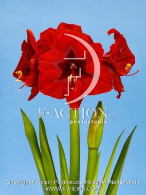 Red Fantasy