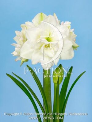 White Symphonie
