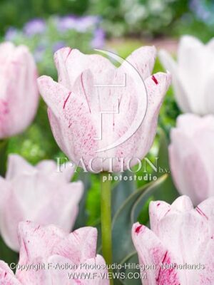 Merel Delight