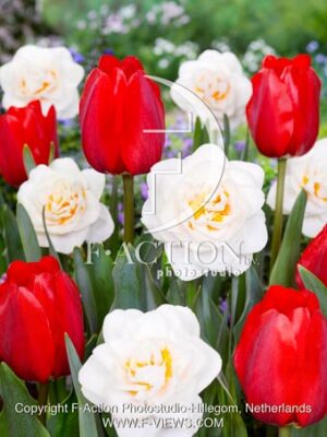 Eco Rood - Narcissus Gay Kaybo