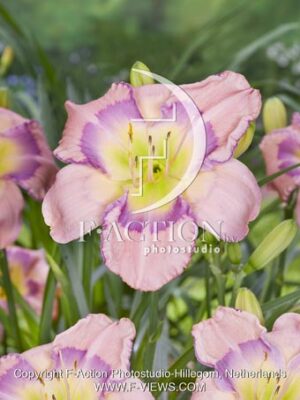 Apricot
