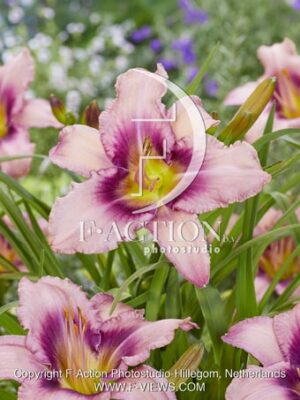 Purple Bicolor