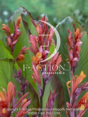 Edulis