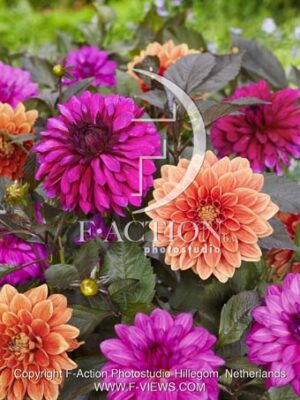 Candelight Violet Blaze - Candelight Autumn Blaze