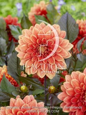 Candelight Autumn Blaze