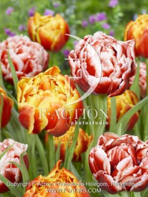 Edition - Coventry