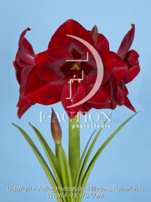 Corazon