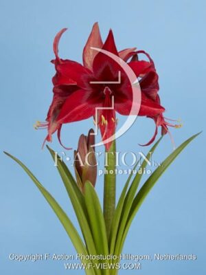 Red Amazone