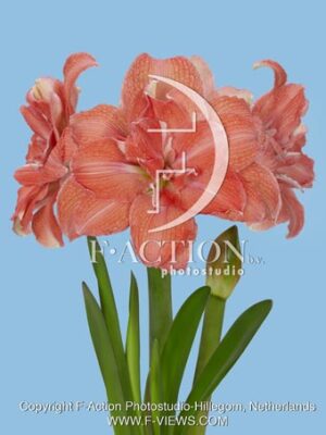 Tika Coral