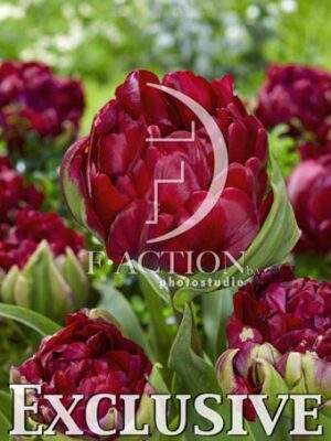 Double Negrita Red