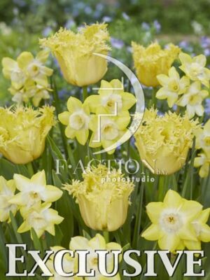 Fringed Lady and Narcissus Verdin