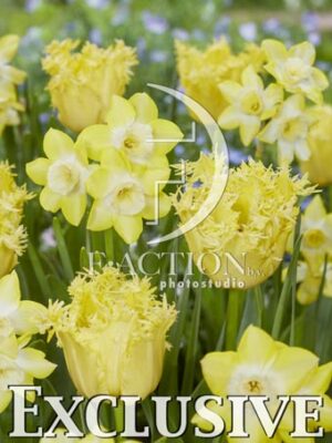 Fringed Lady and Narcissus Verdin