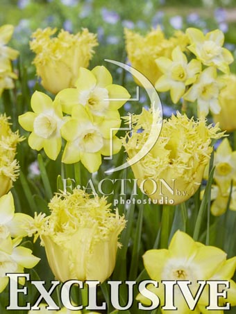 Fringed Lady and Narcissus Verdin