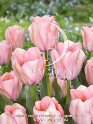 Bella Blush