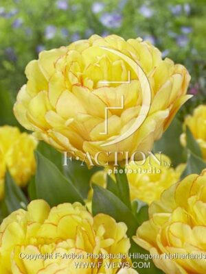 Bombastic