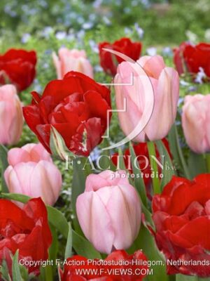 IIe d' Amour and Bella Blush