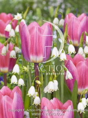 Light and Dreamy-Leucojum Aestivum Gravety Giant