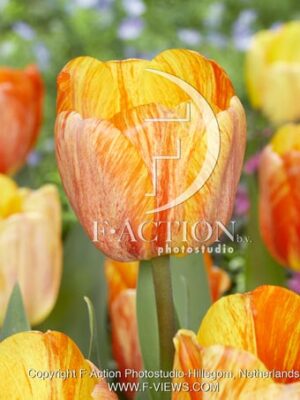 Paintbrush