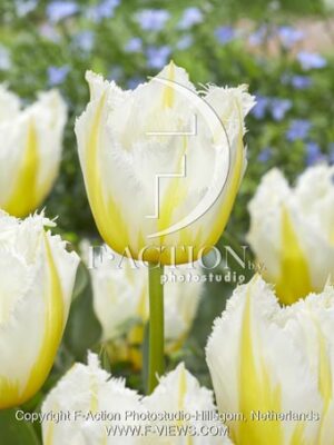 Lemon beauty