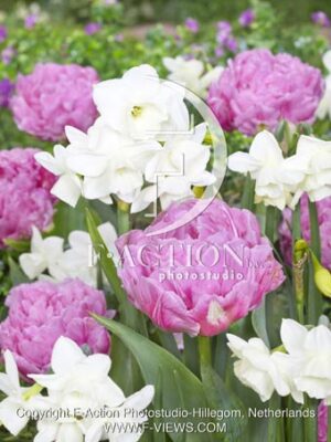Maitresse - Narcissus Hunter Morn