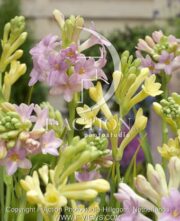 botanic stock photo Polianthes