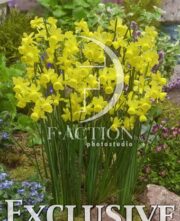 botanic stock photo Narcissus