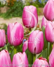 botanic stock photo Tulipa