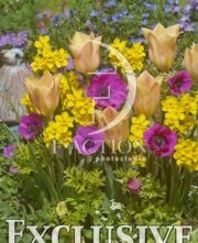 botanic stock photo Spring