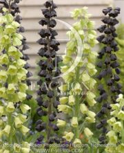 botanic stock photo Fritillaria