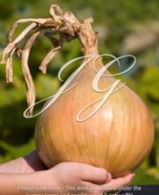 botanic stock photo Onion Kelsae