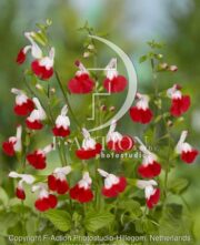 botanic stock photo Salvia