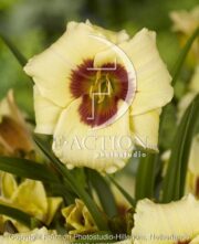 botanic stock photo Hemerocallis