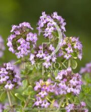 botanic stock photo Thymus