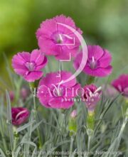 botanic stock photo Dianthus