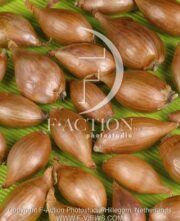 botanic stock photo Allium Cepa