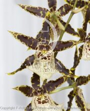botanic stock photo Orchidaceae