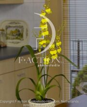 botanic stock photo Orchidaceae