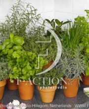 botanic stock photo Herbs