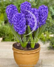 botanic stock photo Hyacinthus
