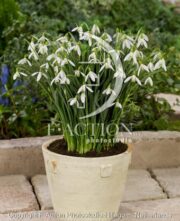 botanic stock photo Galanthus