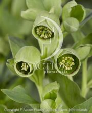 botanic stock photo Helleborus