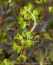 botanic stock photo Euphorbia