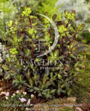 botanic stock photo Euphorbia