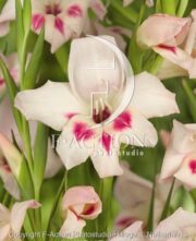 botanic stock photo Gladiolus Nanus