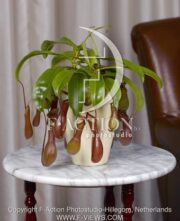botanic stock photo Nepenthes
