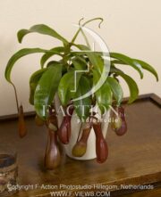 botanic stock photo Nepenthes