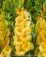 botanic stock photo Gladiolus